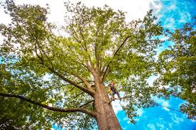 Best Root Management and Removal  in Edgerton, OH