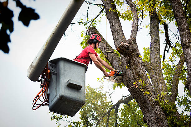 Best Landscape Design and Installation  in Edgerton, OH