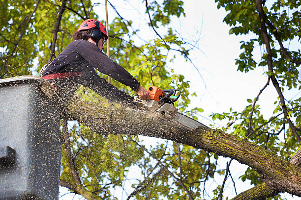 How Our Tree Care Process Works  in  Edgerton, OH